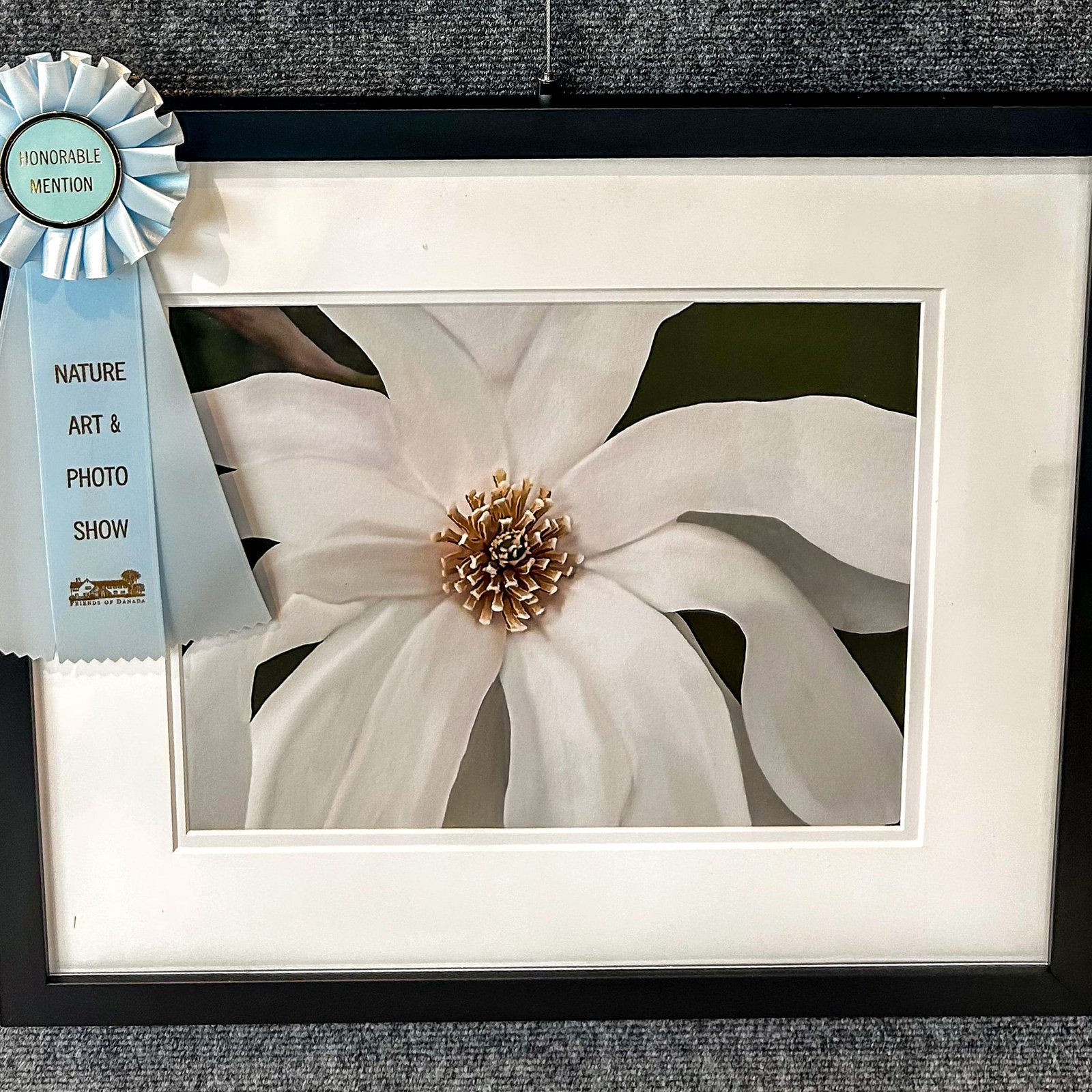 Sweet magnolia close-up photo with honorable mention ribbon by barbara work