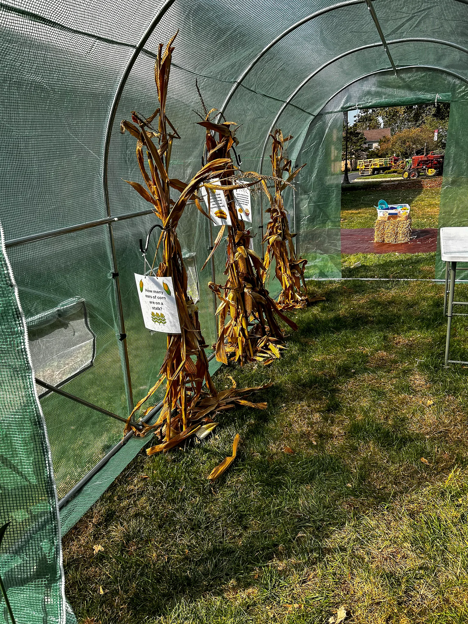 Corn stalk activity display inside a decorated fall tunnel at danada