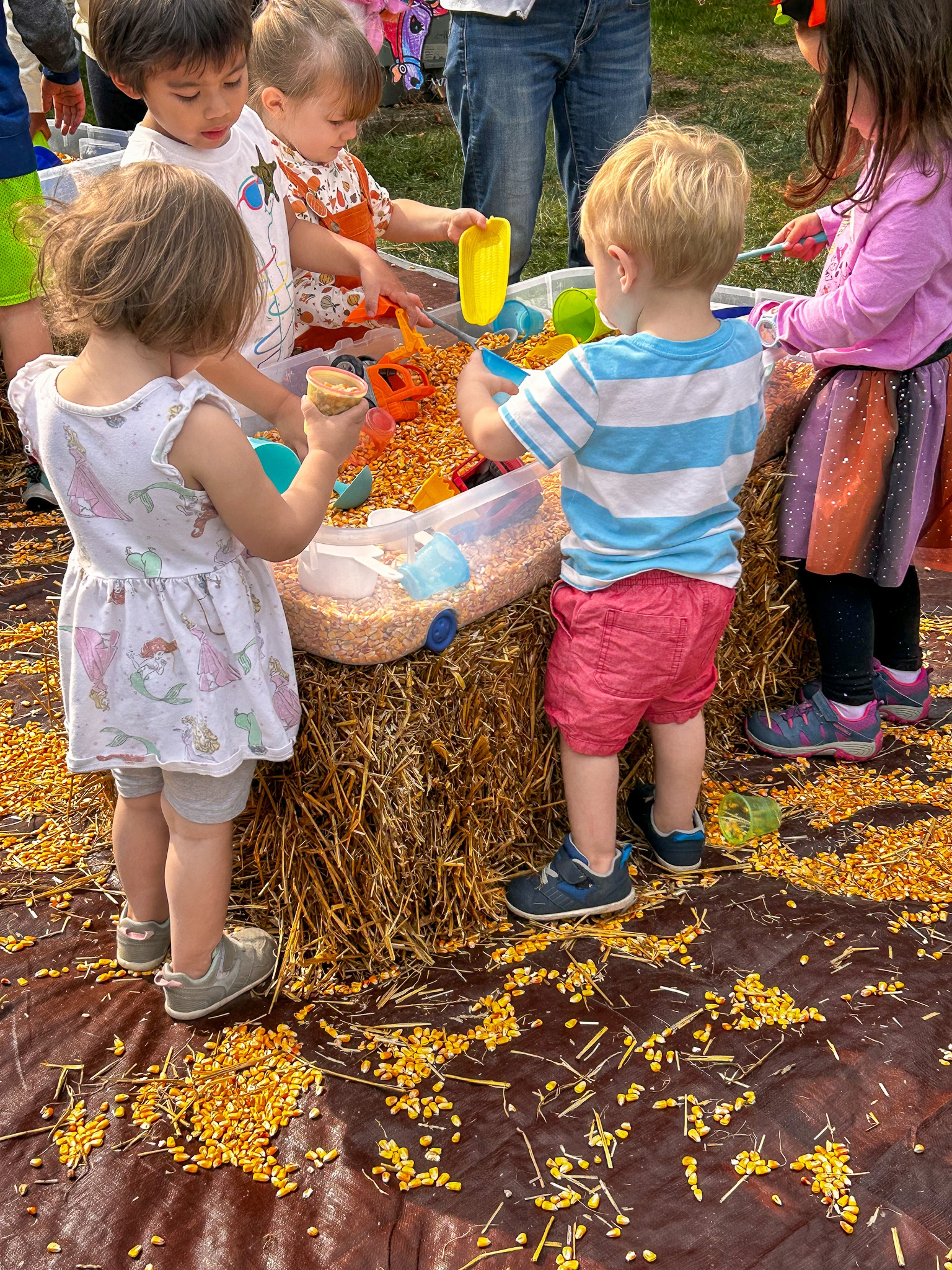 Children playing together in a corn sensory bin during a previous fall festival at danada